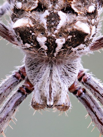 Garden Orb-Weaver (Eriophora pustulosa) (Eriophora pustulosa)